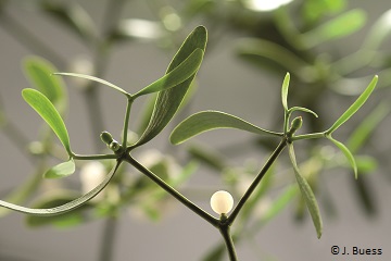 Mistel