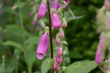 Digitalis